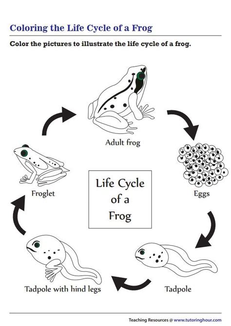 Frog Life Cycle Craft Frog Life Cycle Activities Teacher Activities