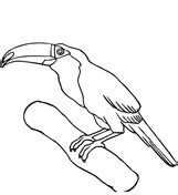 Toucan bird coloring page toucan bird coloring page free printable. Toucan coloring pages | Free Coloring Pages