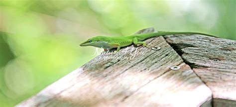 Green Anole Lizard Everglades Nature4you Photography
