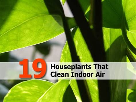 English ivy spider plant spathiphyllum (peace lily) aglaonema (chinese evergreen) bamboo. 19 Houseplants That Clean Indoor Air