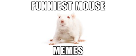 Mice Memes Awesome Dont Believe Me Small Pet Select