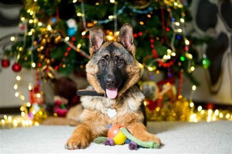 Both the german shepherd and the cat need the training to remain calm around there are plenty of german shepherds who love the cats in their home. 10 Puppy Proofing Tips for the Christmas Season | German ...