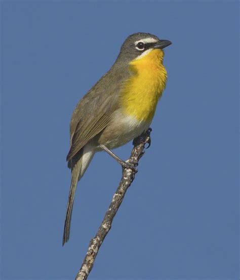 Yellow Breasted Chat San Diego Bird Spot