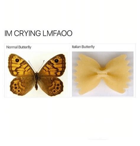 Is this a bird butterfly butterfly man meme generator. IM CRYING LMFAOO Italian Butterfly Normal Butterfly | Meme on ME.ME