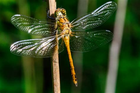 In Flight Dragonfly Common Darter Sympetrum Striolatum Male
