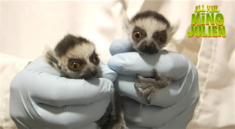 Duke Lemur Center Announces New Baby Lemurs Raleigh News And Observer