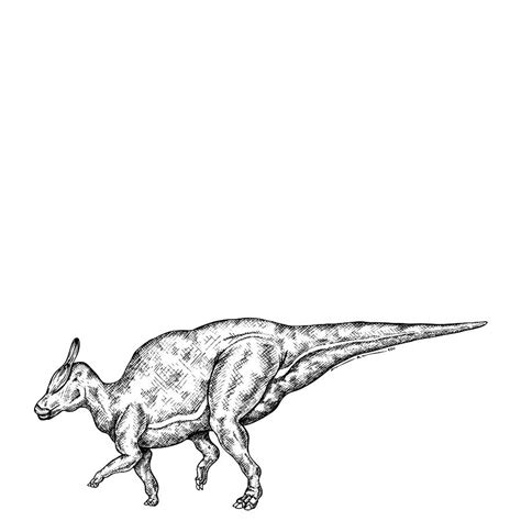 Saurolophus Drawing By Karl Addison Fine Art America