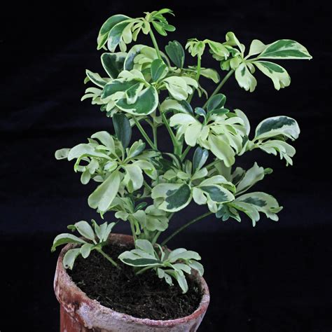 Become a tree owner with ecotree and you not only contribute to a greener future, you also earn with our trees, you really do buy a gift for good. Dwarf Umbrella Tree (Schefflera arboricola)