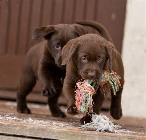 They love to swim, play catch, and retrieve, but can just as easily kick back to watch movies with you on the couch. Cute puppy and dog: Chocolate Labrador puppies.