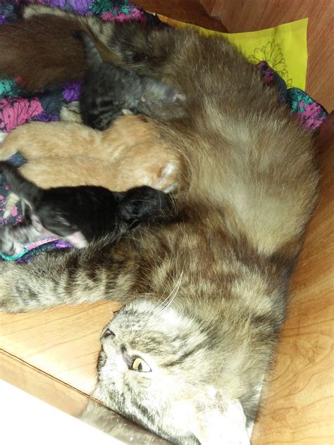 Namun harus diingat, keluar tanda bukan bermakna bayi akan terus lahir. Tanda-Tanda Awal Kucing Nak Bersalin