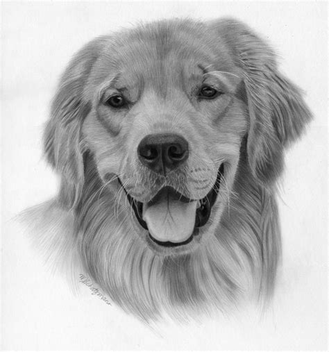 Realistic Drawings Of Dogs Golden Retrievers Colouring Pages Golden