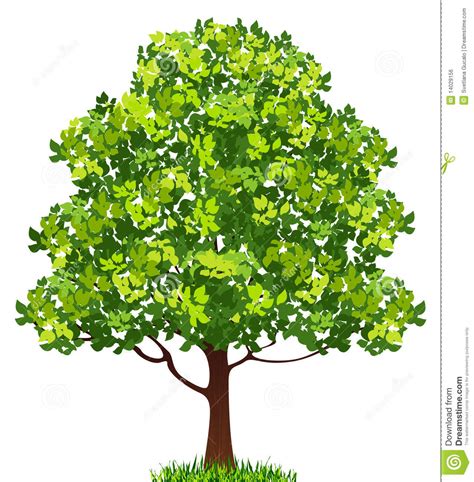 Free hq photos about tree. Tree stock vector. Illustration of branch, realistic ...