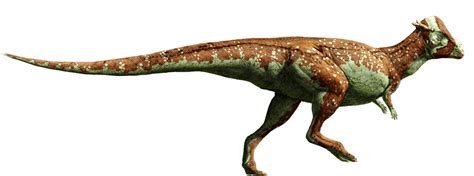 Pachycephalosaurus Wikia Jurassic Park Fandom
