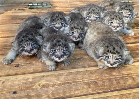 16 Wild Felines Born At A Siberian Zoo Get Ready To ‘aww Over Their