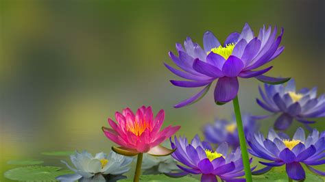 Purple Water Lily Wallpapers Wallpaper Cave