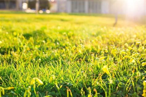 Premium Photo Green Spring Grass In Sun Light Background