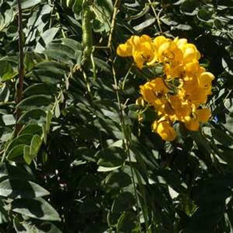 Stachytarpheta mutabilis, tecoma stans, senna spectabilis and albizia lebbeck, castle hill. Senna spectabilis at San Marcos Growers