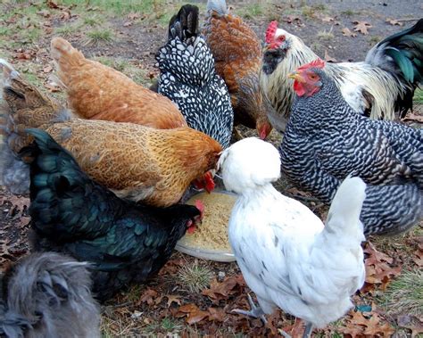 If there are no predators around, though, it's fine to let them out regularly to roam free. Best Chicken Breeds for Pets - The Cape Coop