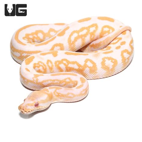 Baby Male Albino Black Pastel Ball Python Python Regius For Sale