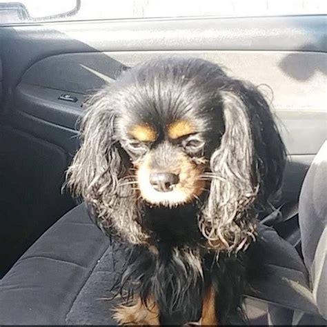 Girls' names beginning with the letter r include a range of popular choices, from the biblical classics rachel and rebecca to unisex newcomers rowan and remi. Lost Dog- Pierz- Cavalier King Charles Spaniel- Female ...