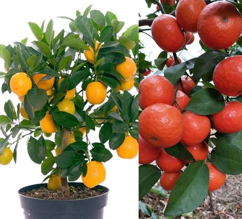 Buy 20 Mandarin Orange Tree Dwarf Edible Fruit Citrus Fruit Outdoor S