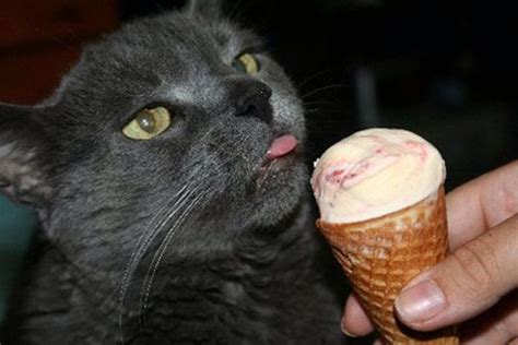 If your cat just has to have ice cream, vanilla might be best. Cat eating ice cream | Why do cats purr, Cats, Dog allergies