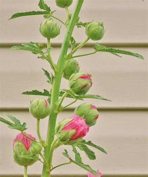 How To Grow Hollyhock From Seed Dengarden