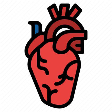 Heart Body Organ Anatomy Human Parts Icon Download On Iconfinder