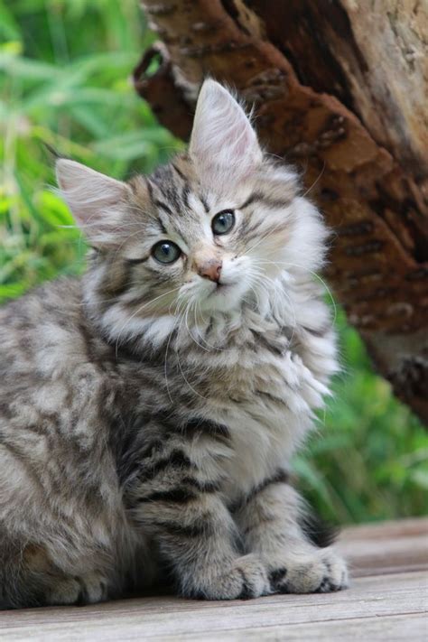 Norwegian Forest Cat Breed Information Pictures Characteristics