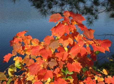 Bright Autumn Foliage In The Sunlight Free Image Download