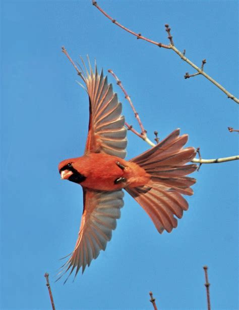 Prevent Birds Flying into Windows - Effective Wildlife ...