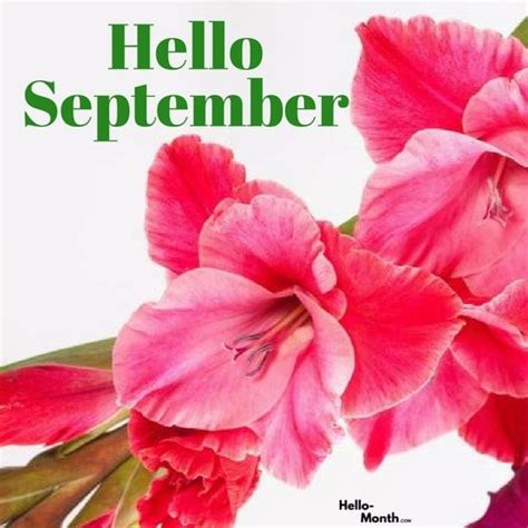 Hello September Facebook Cover Flower Phone Wallpaper Hello