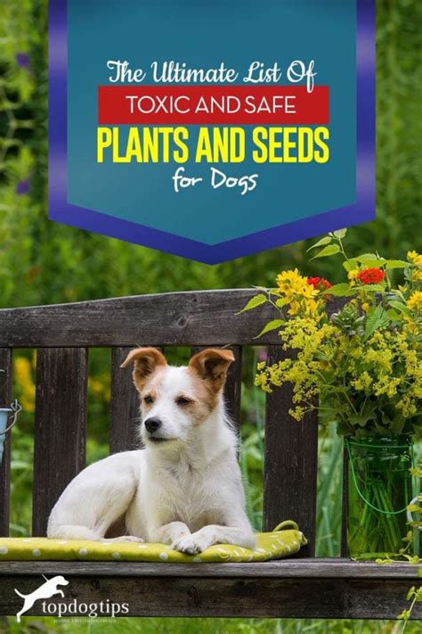 Plants Toxic To Dogs And Plants Safe For Dogs The Ultimate List