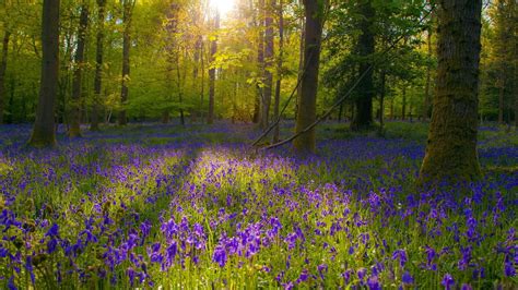 3840x2160 Resolution Purple Lavender Flower Field Landscape Flowers