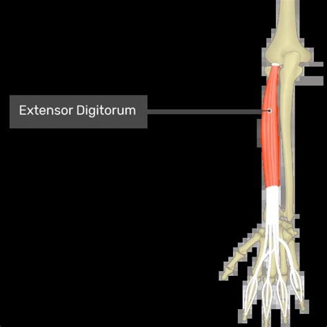 Extensor Digitorum Muscle Origin Insertion And Exercise