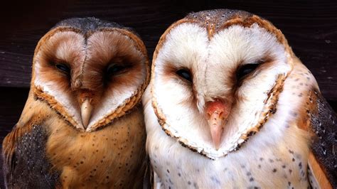 Moonlight Turns White Barn Owls Into Terrifying ‘ghosts’ Nova Pbs