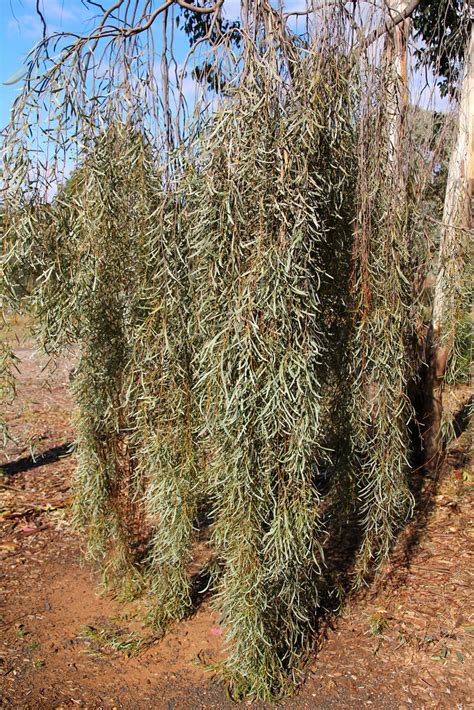 Free for commercial use no attribution required high quality images. Acacia pendula - Weeping Myall, Visitor Centre Carpark, Wa ...