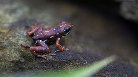 Why Is The Poison Dart Frog So Colorful Amphipedia