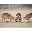 Three Whitetail Bucks Fighting Stock Photo  Image 8497494