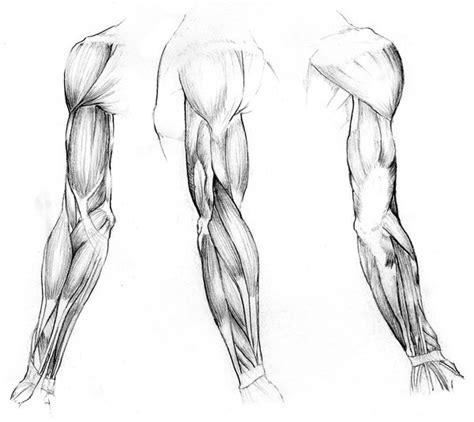 Women have the same exact muscles as men, they're just use that woman as a reference, use this diagram to see major muscle groups and where they go, and. Study of Arm Muscles by Kaliptus on DeviantArt