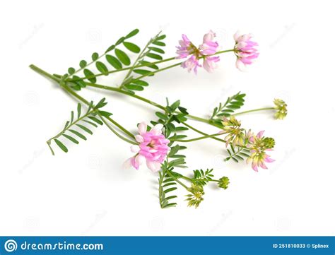 Securigera Varia Or Coronilla Varia Commonly Known As Crownvetch Or