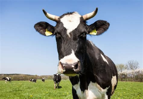 10 Facts About Cattle Farm Animals Topics Campaigns And Topics