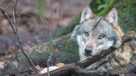 Tell President Trump Gray Wolves Need Endangered Species Act Protection