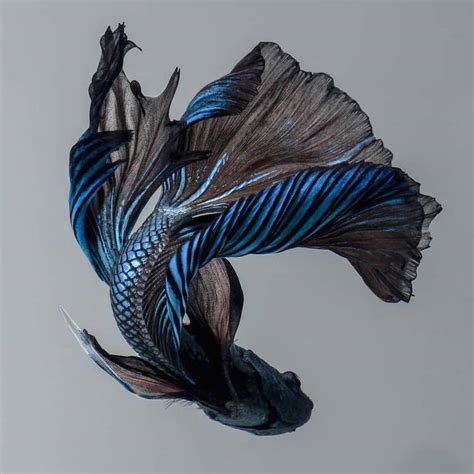 Photographer Captures The Beauty Of Graceful Siamese Fighting Fish