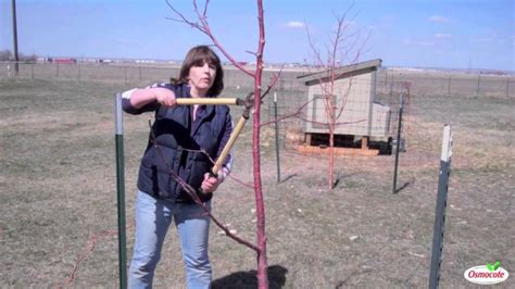 Summer pruning can be used, however, to slow down overly vigorous trees or trees that are too large. Garden Tutorial: Pruning Fruit Trees - YouTube