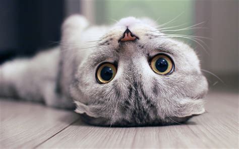 Download Imagens 4k Scottish Fold Gato Bonito Animais De Estimação