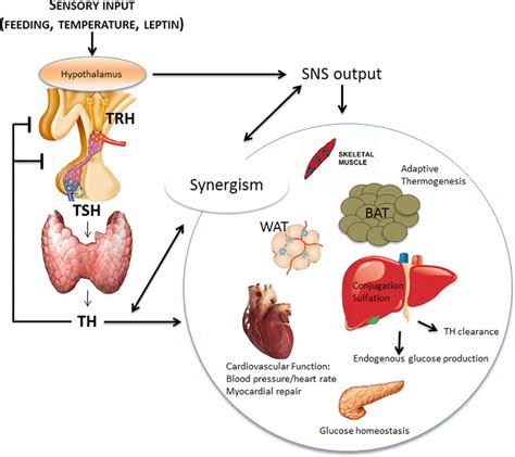 Thyroid Hormone Signaling In Energy Homeostasis And Energy Metabolism