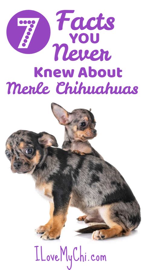 Merle Chihuahuas Are Beautiful But There Is A Lot Of Controversy About