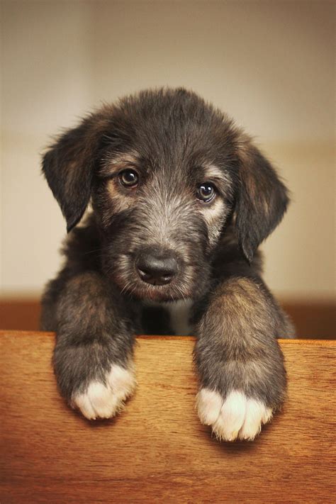 Cute Irish Wolfhound Puppies