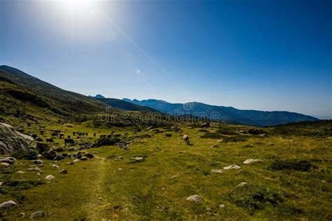Scenery Summer Landscape Pirin Mountain Bulgaria Stock Image Image